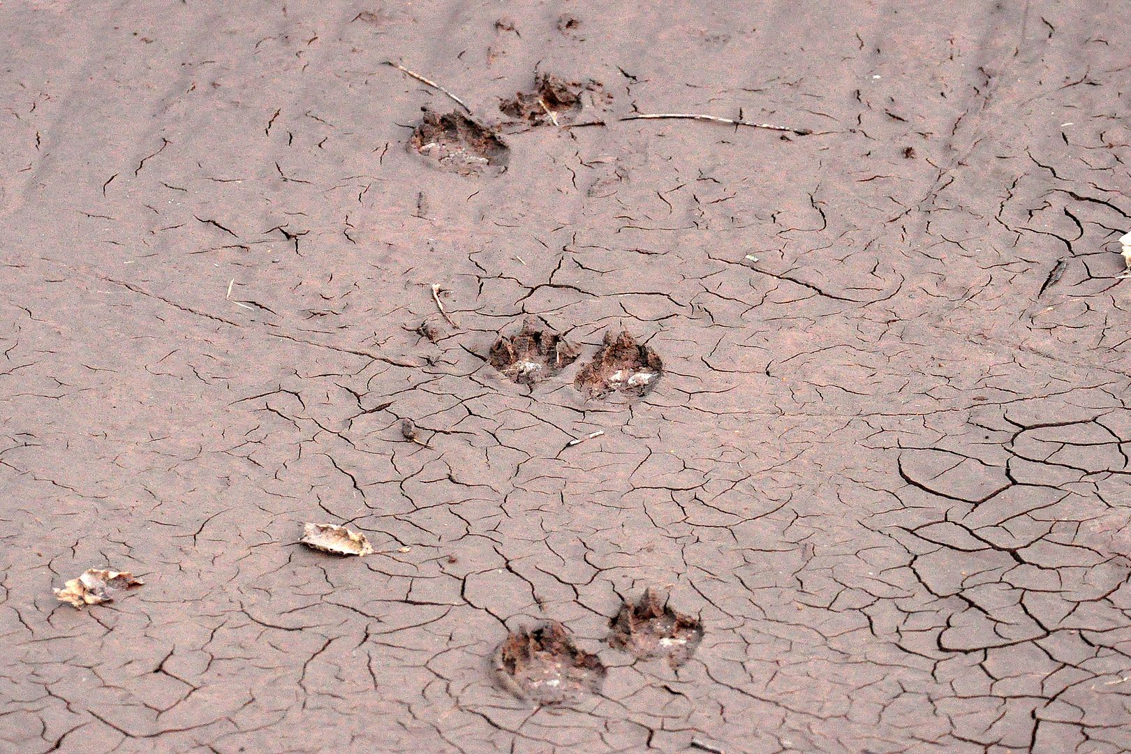 "Natural World" Through My Camera: Otter tracks, Beaver, Muskrat, Hawk